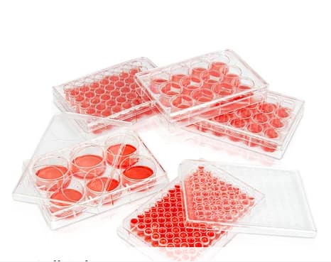 Cell Culture